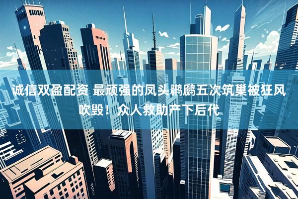 诚信双盈配资 最顽强的凤头䴙䴘五次筑巢被狂风吹毁！众人救助产下后代